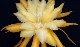 昙花一现的视频,瞬间绽放的美丽瞬间