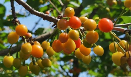 红樱桃视频,揭秘神秘视频背后的故事